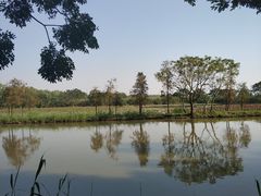 -大湾区中央湿地公园