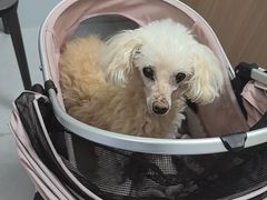 -达爱动物医院·犬猫分区·CT·复杂眼科(远洋山水分院)