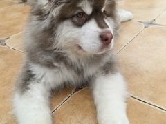 -Let's go狗咖·猫咖·奶狗·桌游(春熙路IFS店)