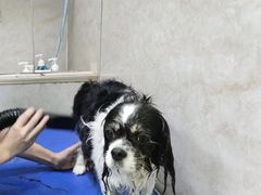 -沐沐家宠物(成寿寺店)