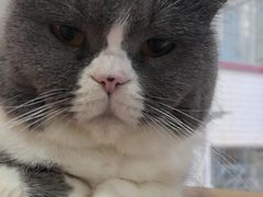 -是阿柴呀！柴犬咖啡·爱喵喵猫咖