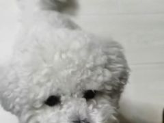 -波姐宠物家庭寄养