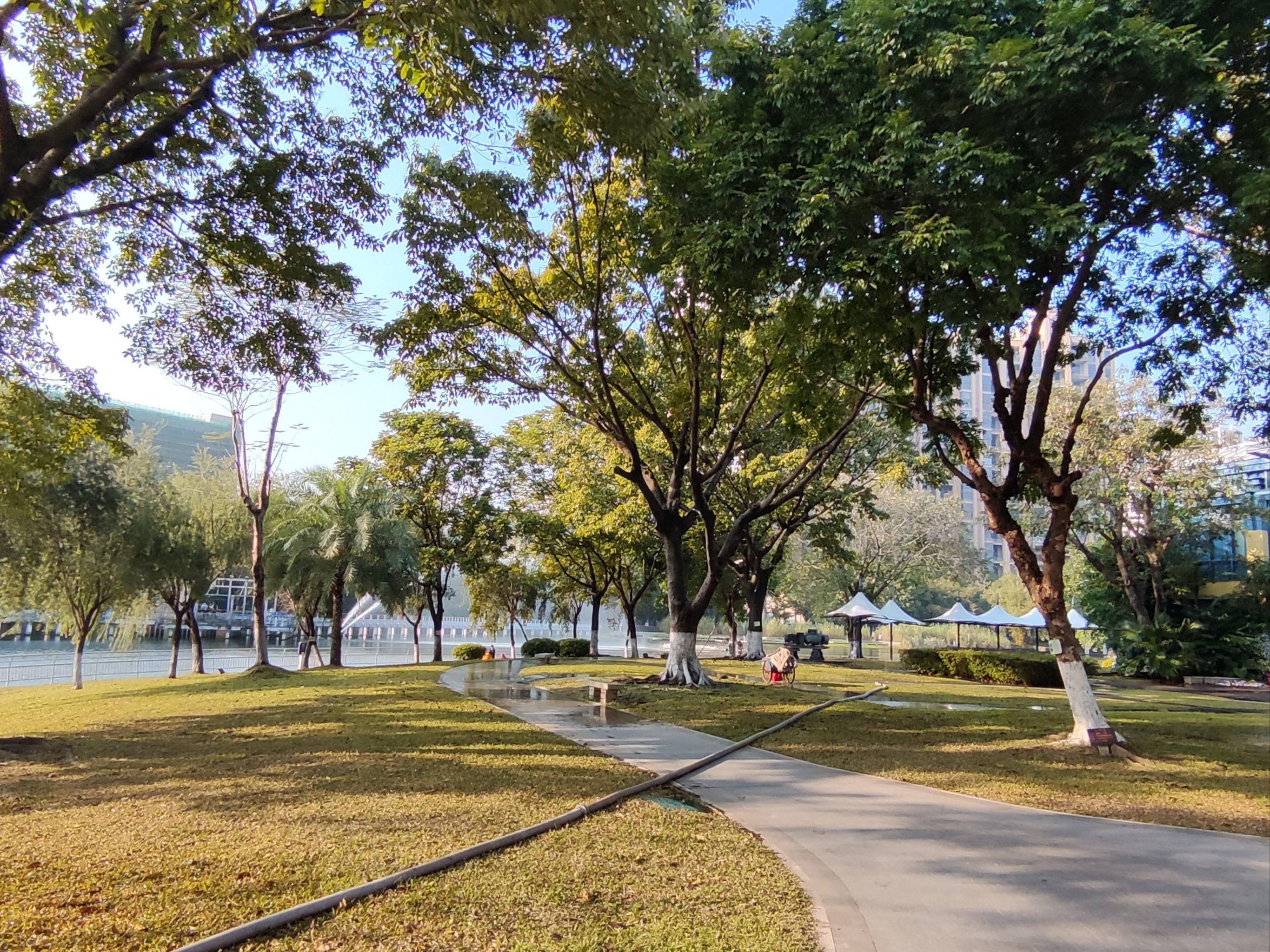 中山美术馆 中山岐江公园落羽杉好美