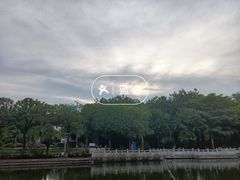 -金花茶公园
