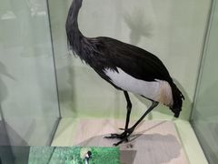 -盐城丹顶鹤湿地生态旅游区