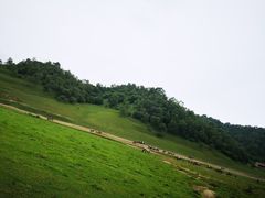 -关山草原