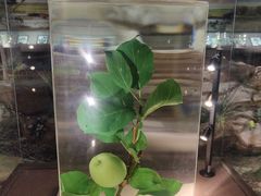 -陕西自然博物馆