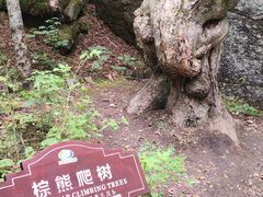 -汤旺河林海奇石景区
