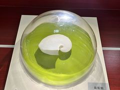-青岛贝壳博物馆