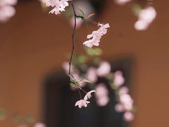 -龙华寺