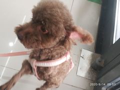 -爱侣宠医·鹦鹉专科·小型哺乳类·异宠专科(灵石路店)