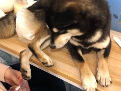 -南京Hallo宠物乐园·哈罗犬舍·柴犬繁育基地