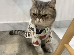 -楼上猫咖(罗湖店)