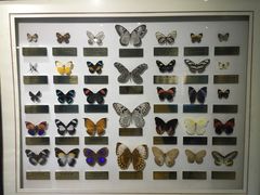 -上海昆虫博物馆