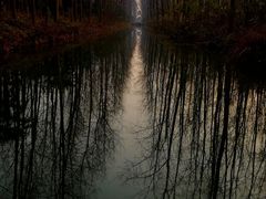 -合肥滨湖国家森林公园