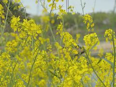 -绵阳盛世樱花悠乐谷