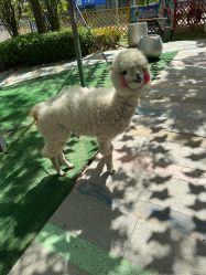 -萌宠亲子动物乐园(槐房万达店)