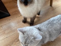 -猫的茶·猫咖