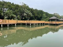 -大湾区中央湿地公园