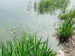 -永定河休闲森林公园