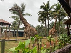 -海南热带野生动植物园