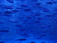 -太平洋海底世界