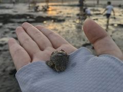 -启东黄金海滩景区