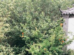 -老张烤羊(王哥庄店)