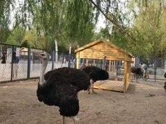 -长白岛森林公园