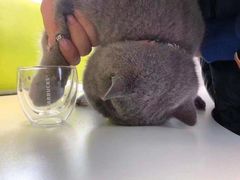 -高丽雅韩式炸酱面(南洪街店)