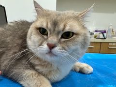 -艾贝尔宠物医院·24H转诊中心·肿瘤猫专科(江宁双龙店)