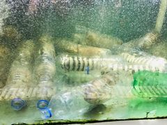 -竹林小屋(库塔店)