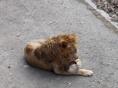 -大连森林动物园