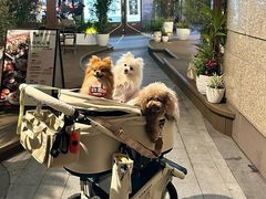 -野人先生Gelato(上海长宁龙之梦店)