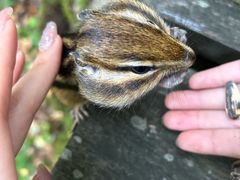 -五营红松林海景区