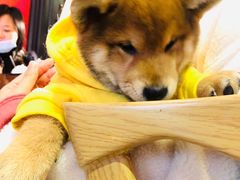 -猫色咖啡·猫咖