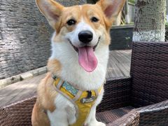 -宠福鑫康馨动物医院·骨科·眼科