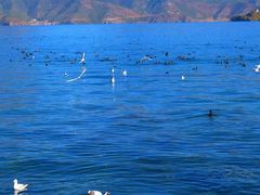 -泸沽湖里格半岛