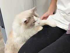 -楼上猫咖(罗湖店)