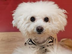 -和它·交个朋友·狗咖猫咖(爱琴海店)