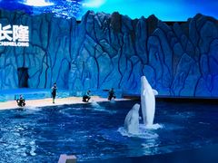 -帝企鹅自助餐厅•儿童岛•真企鹅(长隆企鹅酒店)