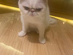 -猫腻·猫咖·撸猫馆(星光大道店)