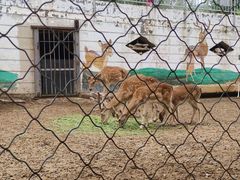 -青藏高原野生动物园