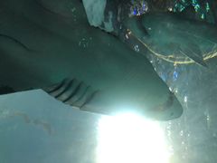 -瑞普利水族馆