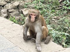 -黔灵山公园