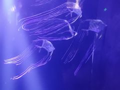 -自然博物馆(地铁站)