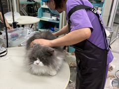 -北京观赏动物医院·24小时大型综合·猫专科·异宠专科