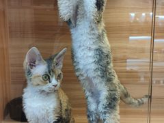 -猫十亿·布偶金渐层·曼基康矮脚猫舍(青年路店)