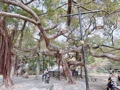 -小洲村