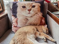 -咖法森林·咖啡  酒吧(天河店)